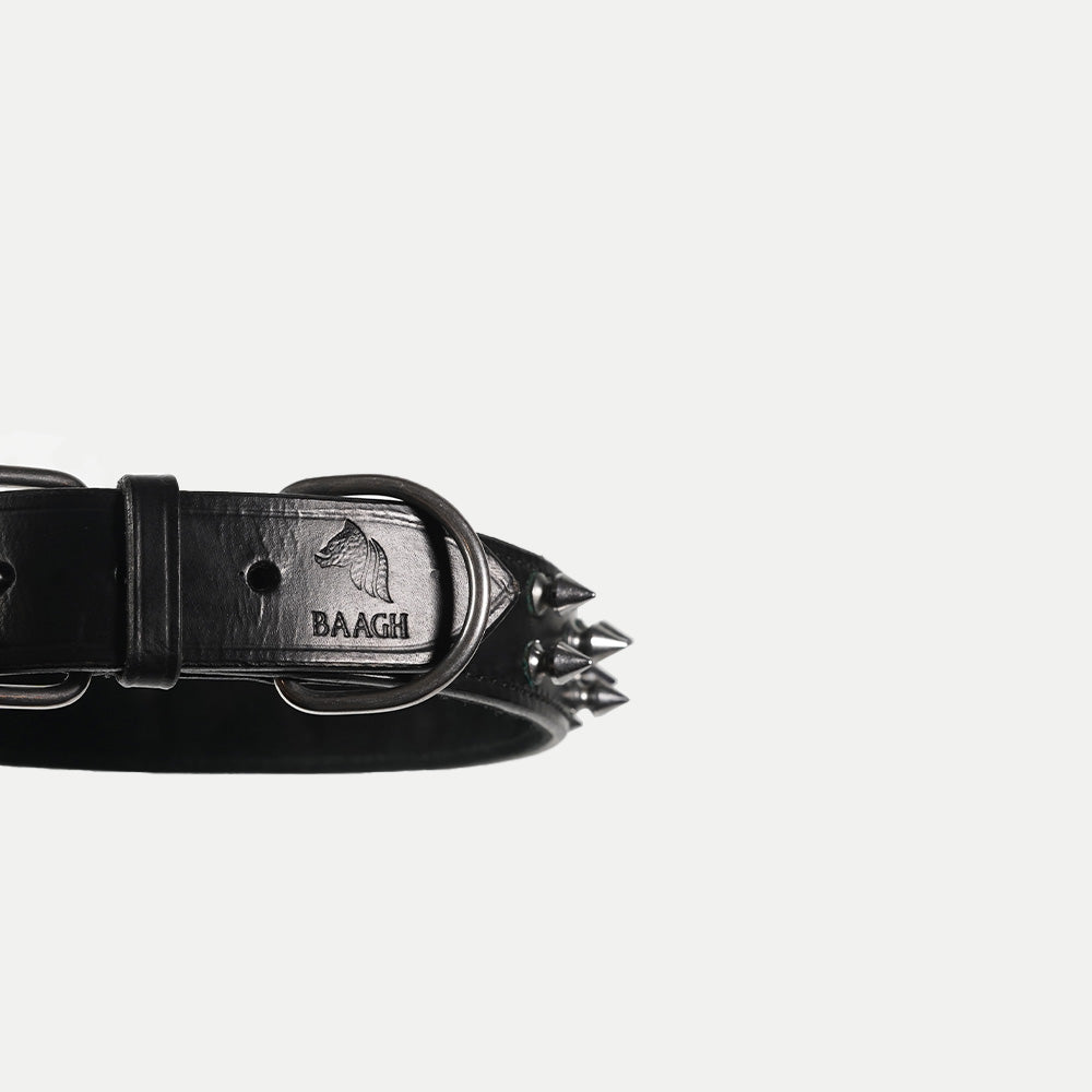 Pine Collar
